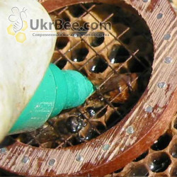 POSCA Marker for Queen Bee Marking, Japan