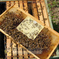 Nicot queen rearing system set "Nicot-20+ DVD"