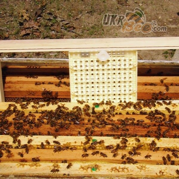 Система Никот набор "Nicot-30" для выведения маток в пчеловодстве (рис 6)