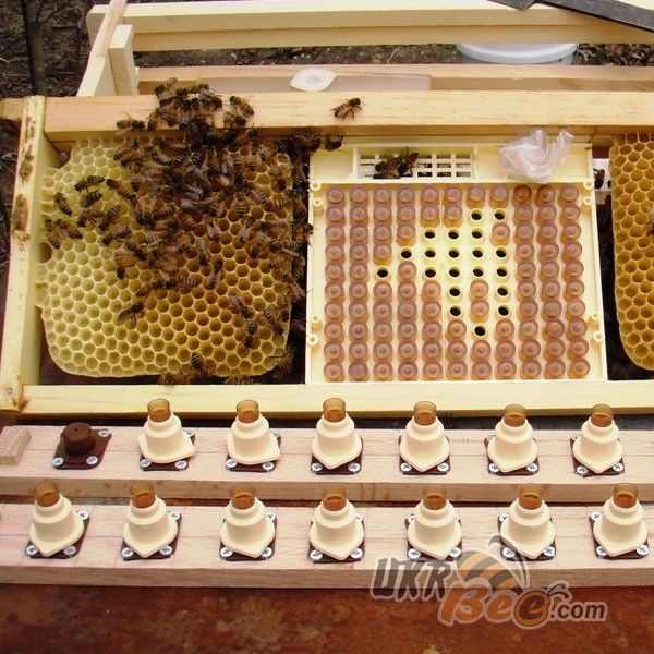 Система Никот набор "Nicot-30" для выведения маток в пчеловодстве (рис 10)