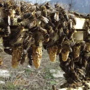 Система Никот набор "Nicot-50" для віведения маток в пчеловодстве (рис 6)
