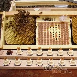 Система Никот набір "Nicot-50" для виведення маток у бджільництві (мал 10)