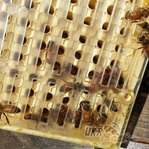 Система Никот набір "Nicot-50" для виведення маток у бджільництві (мал 11)