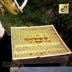 Nicot 10-frame queen excluder 425×500mm (NICOT, France)