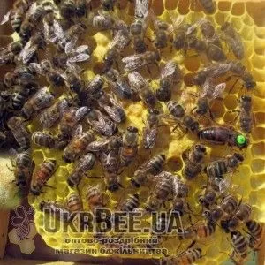Приклад мітки на бджолиній матці мал. 2