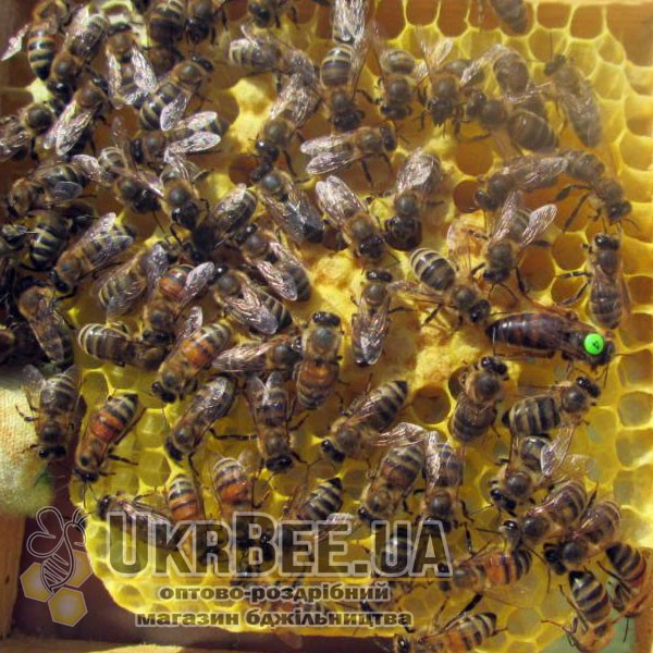 Numbered queen marking tags, Czechia