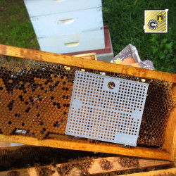 Nicot Queen Introduction Cage
