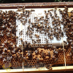 Nicot Queen Introduction Cage