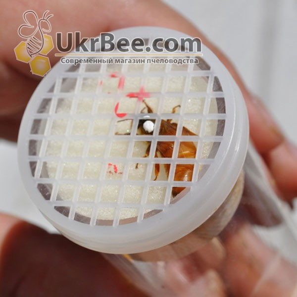 FLOBER DRVO-20 Queen Marking Tube