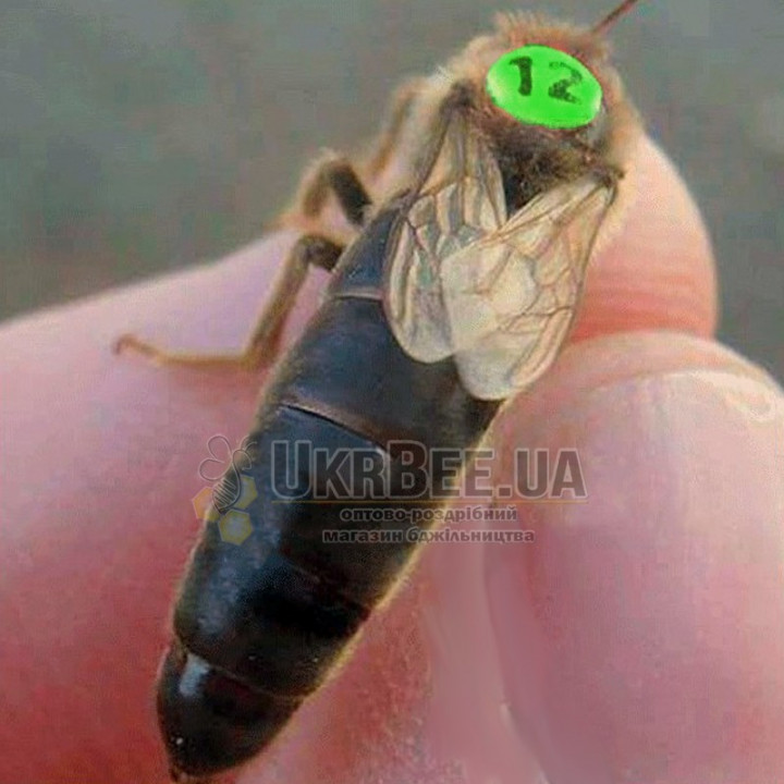 Приклад мітки на бджолиній матці
