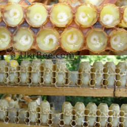 Cell Cups on Strip for Royal Jelly