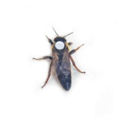 “Carnica” Queen Bee (mated), “Peschetz” type