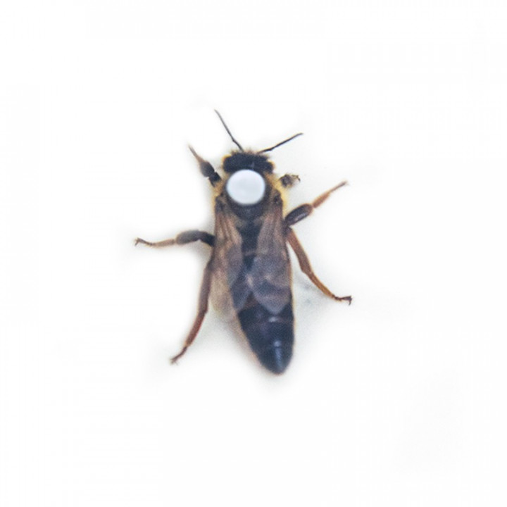 “Carnica” Queen Bee (mated), “Peschetz” type