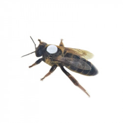 “Carnica” Queen Bee (mated), “Peschetz” type