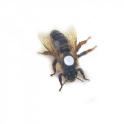 “Carnica” Queen Bee (mated), “Peschetz” type