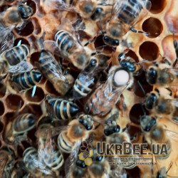 “Carnica” Queen Bee (mated), “Peschetz” type