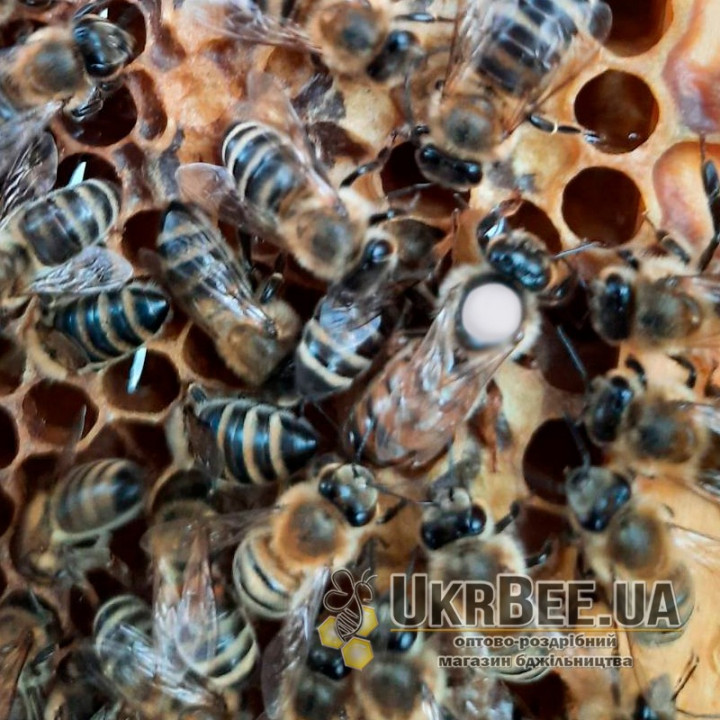 “Carnica” Queen Bee (mated), “Peschetz” type