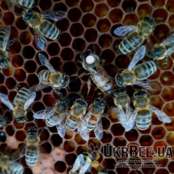“Carnica” Queen Bee (mated), “Peschetz” type