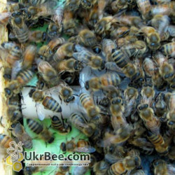 Queen Introduction Cage