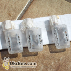 Queen Introduction Cage