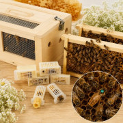 Queen Bees and Bee Packages