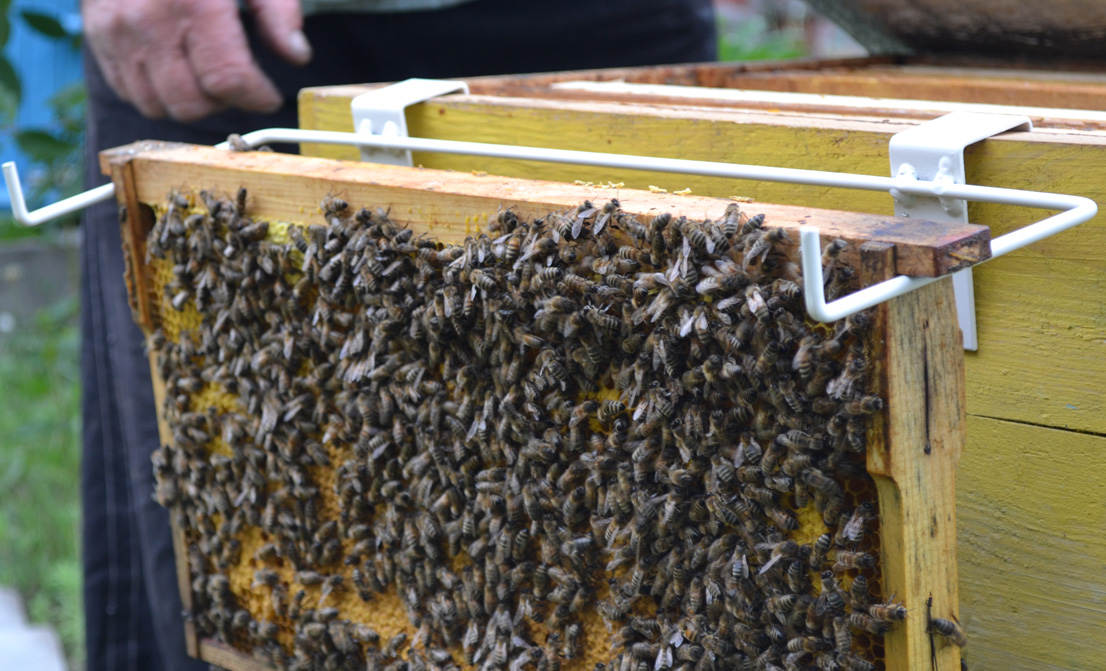 Підставка для бджолиних рамок дозволяє тримати рамки під час огляду бджолиних сімей