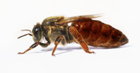 Бджоломатки виведені за допомогою стільника Джентера відповідають самим високим вимогам.