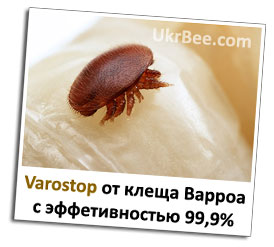 Варостоп діє на кліща Варроа у бджіл з ефективністю до 99,9%